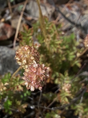 Acaena glabra