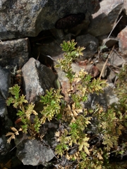 Acaena glabra