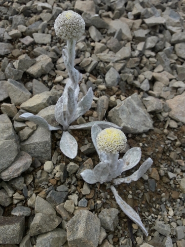Craspedia incana, photograph 4