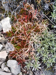 Epilobium petraeum