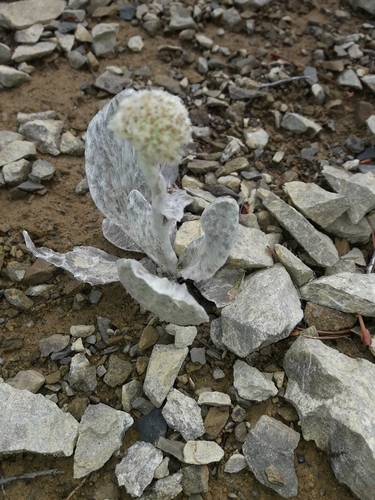 Craspedia incana, photograph 5