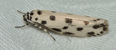 Ethmia sphaerosticha