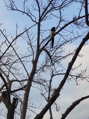Pica serica