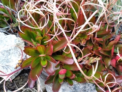 Epilobium petraeum