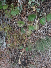 Geum cockaynei