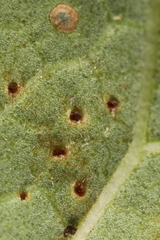 Puccinia convolvuli