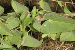 Puccinia convolvuli