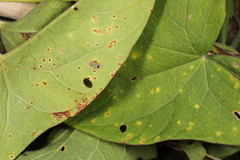 Puccinia convolvuli