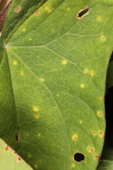Puccinia convolvuli