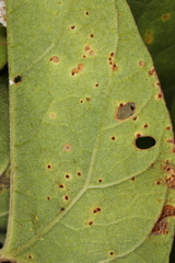 Puccinia convolvuli