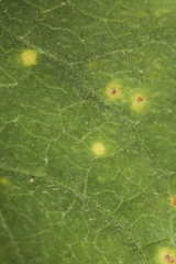 Puccinia convolvuli