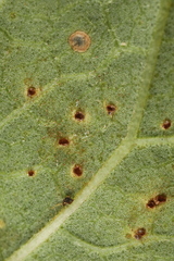 Puccinia convolvuli