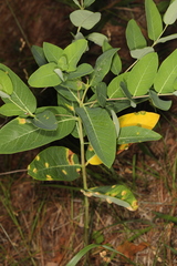 Puccinia smilacis