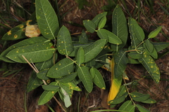 Puccinia smilacis