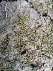 Crassula sinclairii