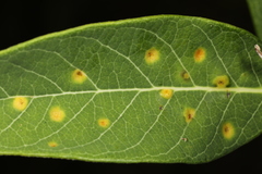 Puccinia smilacis