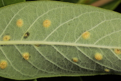 Puccinia smilacis