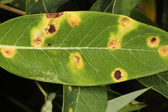 Puccinia smilacis