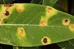 Puccinia smilacis