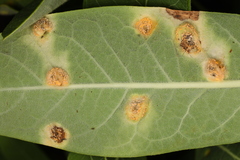 Puccinia smilacis
