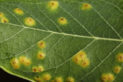 Puccinia smilacis