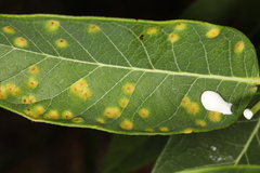Puccinia smilacis