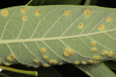 Puccinia smilacis
