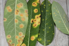 Puccinia smilacis