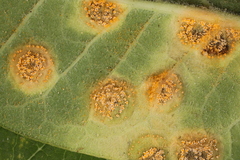 Puccinia smilacis