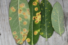 Puccinia smilacis