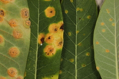 Puccinia smilacis