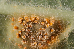 Puccinia smilacis