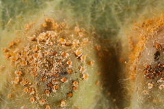 Puccinia smilacis