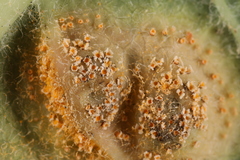 Puccinia smilacis