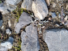 Pseudognaphalium ephemerum