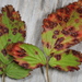 Blackberry Leaf Spot - Photo (c) John Plischke, some rights reserved (CC BY-NC), uploaded by John Plischke