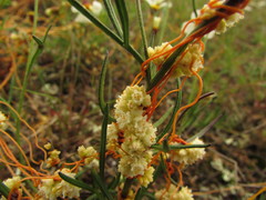Cuscuta chinensis applanata