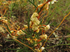 Cuscuta chinensis applanata