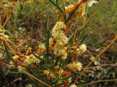 Cuscuta chinensis applanata
