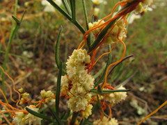 Cuscuta chinensis applanata