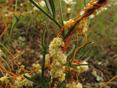 Cuscuta chinensis applanata
