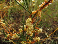 Cuscuta chinensis applanata