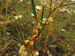 Cuscuta chinensis applanata