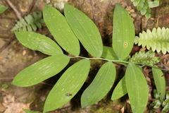 Phyllosticta cruenta