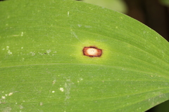 Phyllosticta cruenta