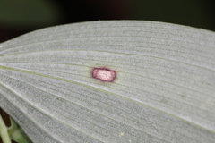 Phyllosticta cruenta