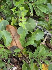 Fabaceae