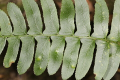 Taphrina polystichi