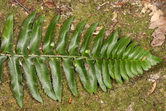 Taphrina polystichi