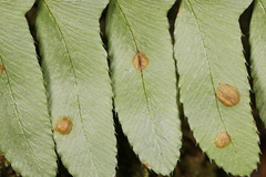 Taphrina polystichi